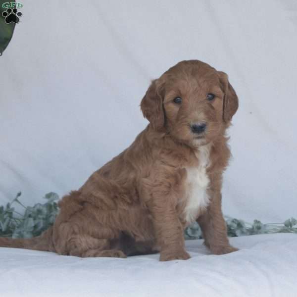 Goldie F1B, Goldendoodle Puppy